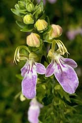 teucrium bicolor thumbnail graphic